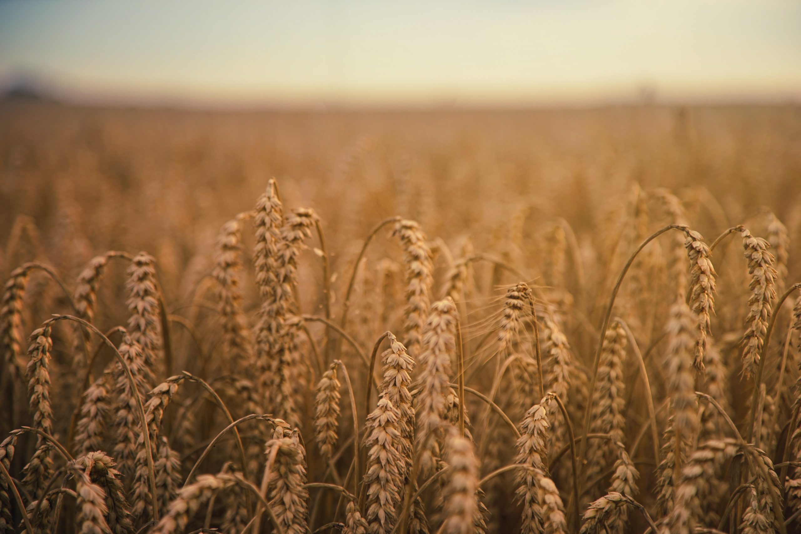 The significance of climate variability on early modern European grain prices