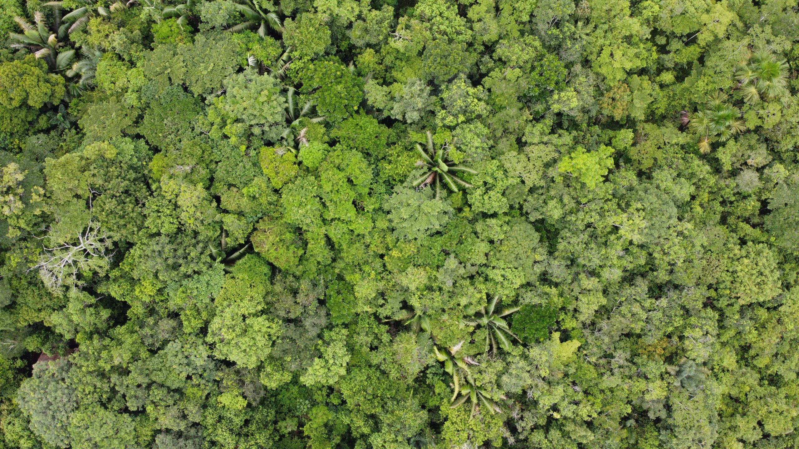 Crowdfunding effort to LiDAR scan the Amazon