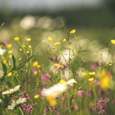 a field of wildflowers